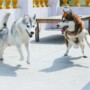 10 Positive Points of Owning a Siberian Husky in India