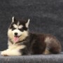 Tips & Tricks to Help Your Siberian Husky Drink More Water in India’s Climate