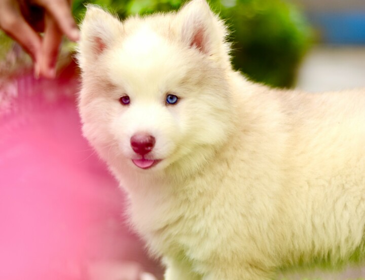 Husky#7