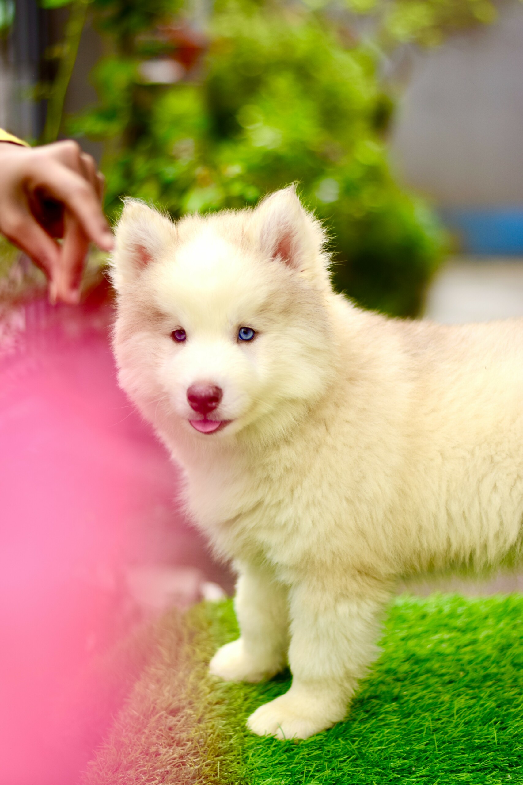 Husky#7