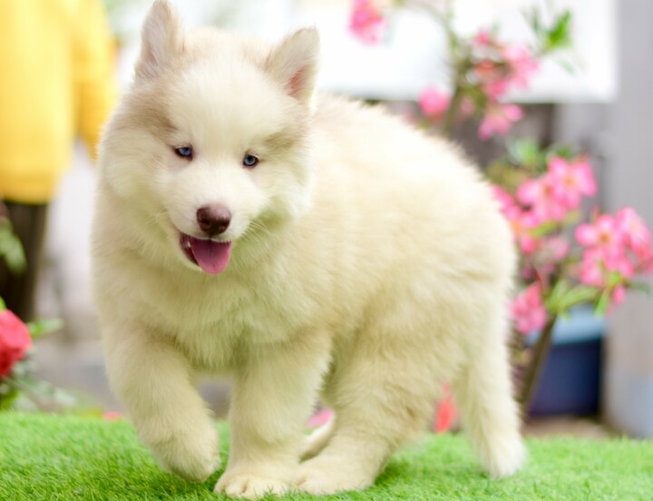 Husky#6