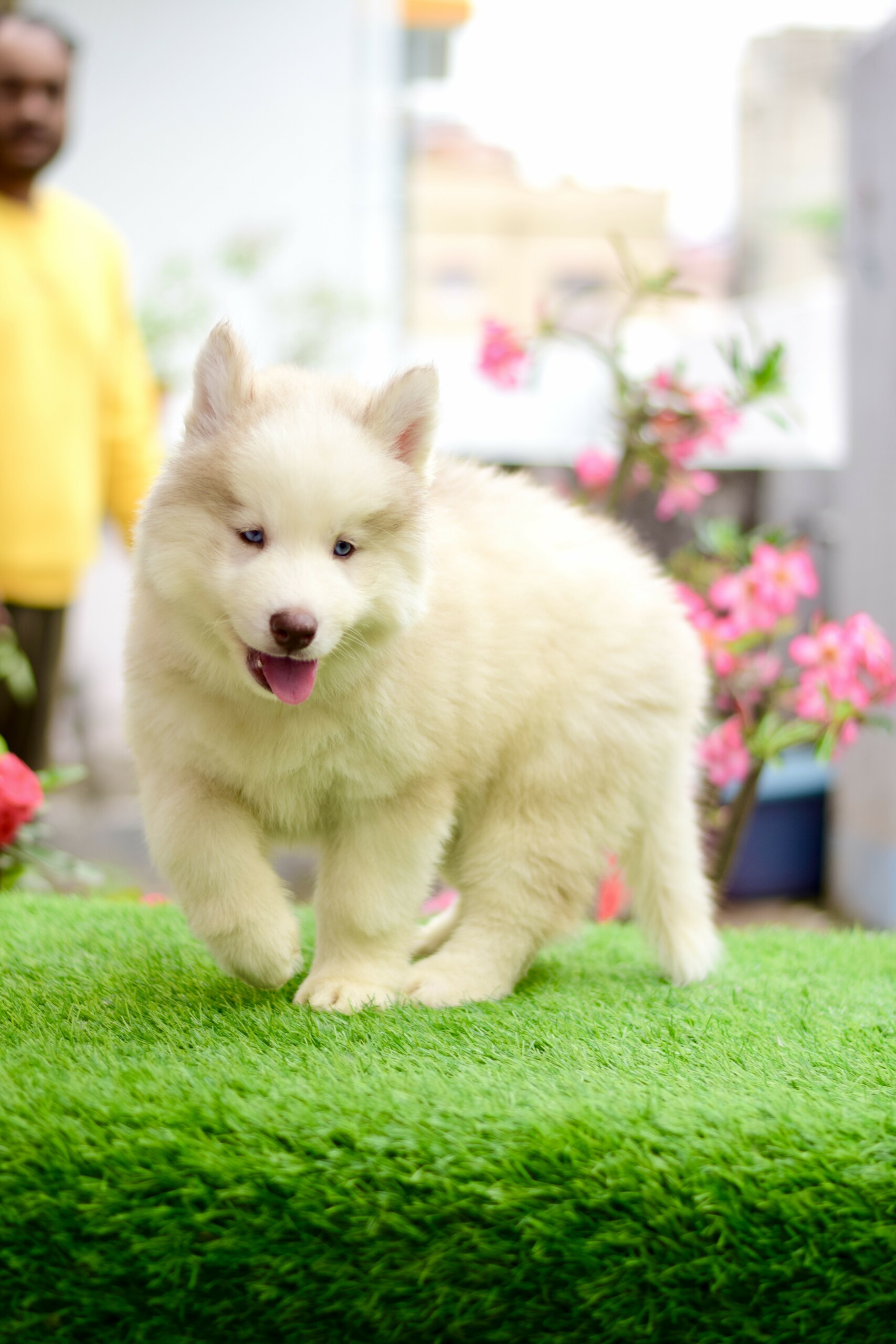 Husky#6