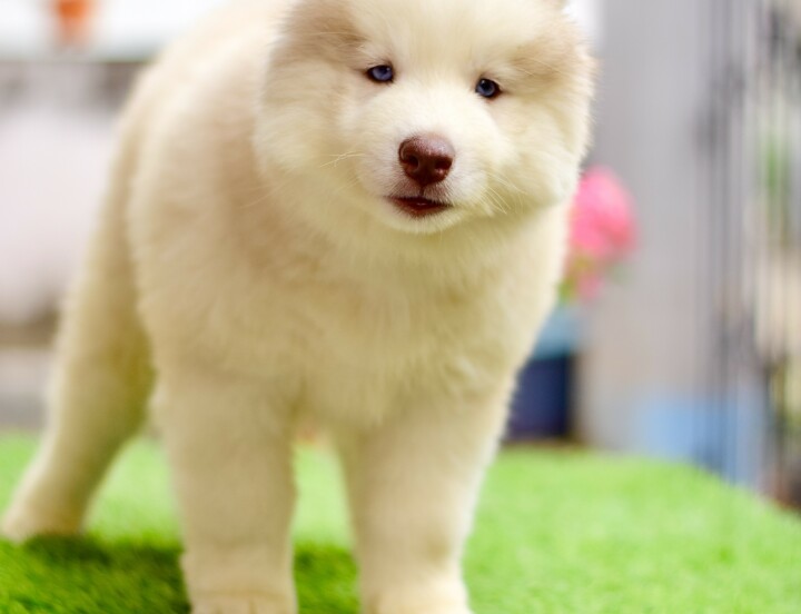Husky#5