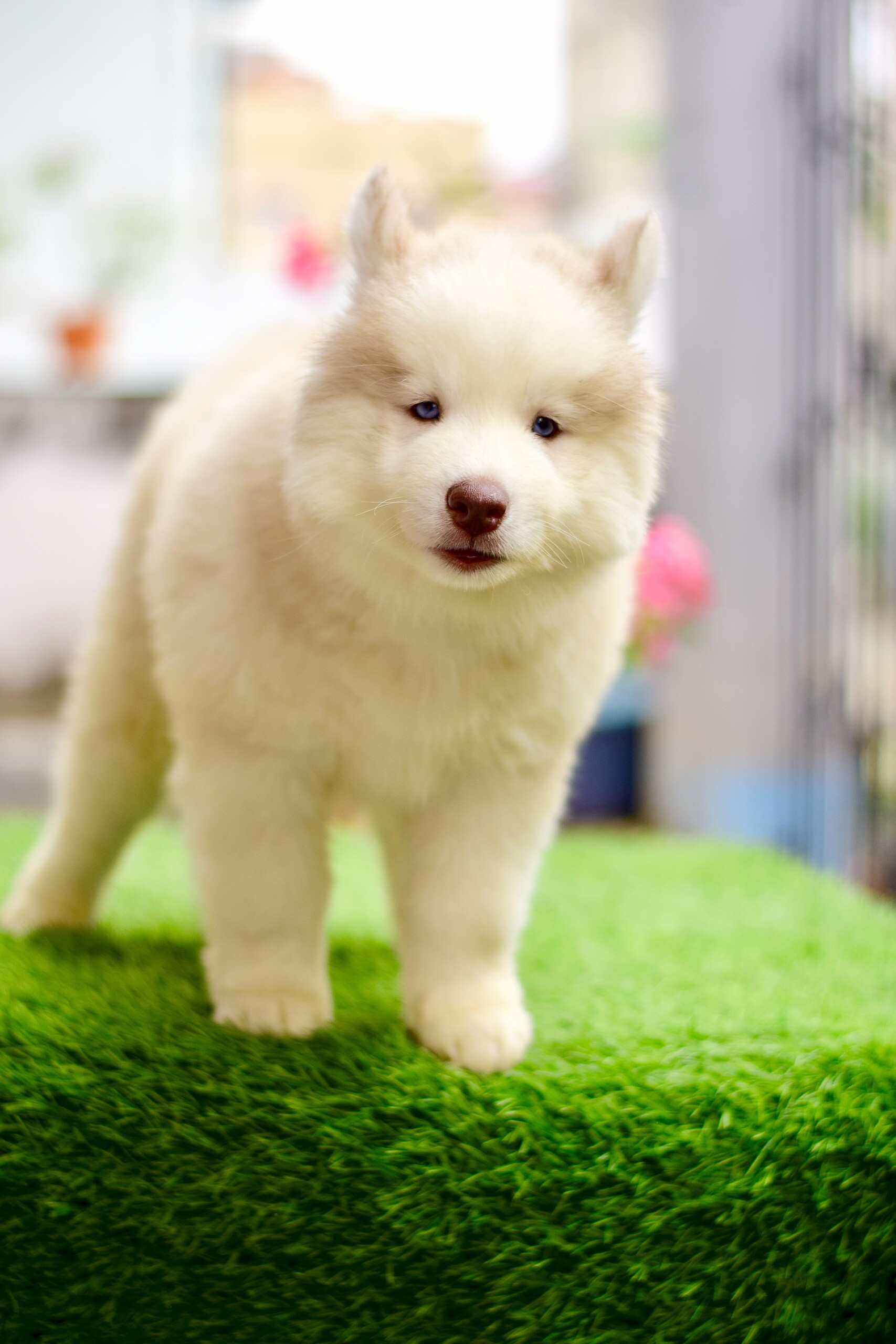Husky#5