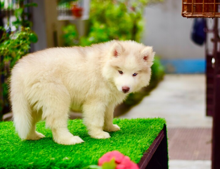 Husky#4