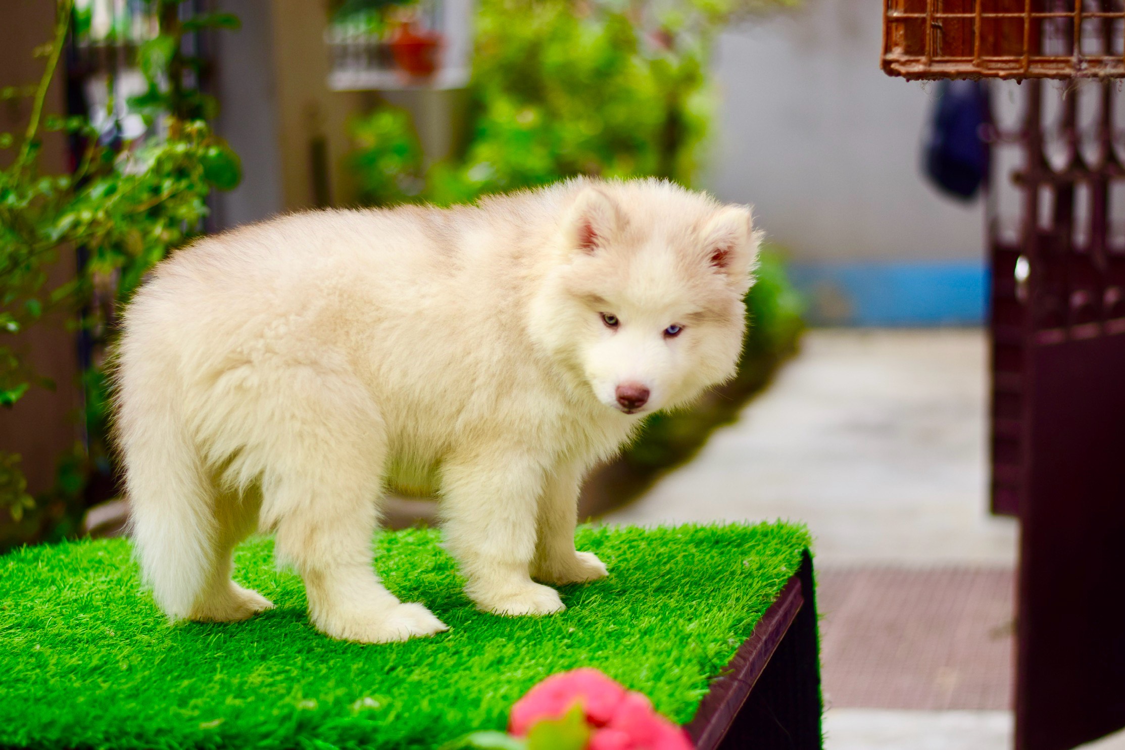 Husky#4