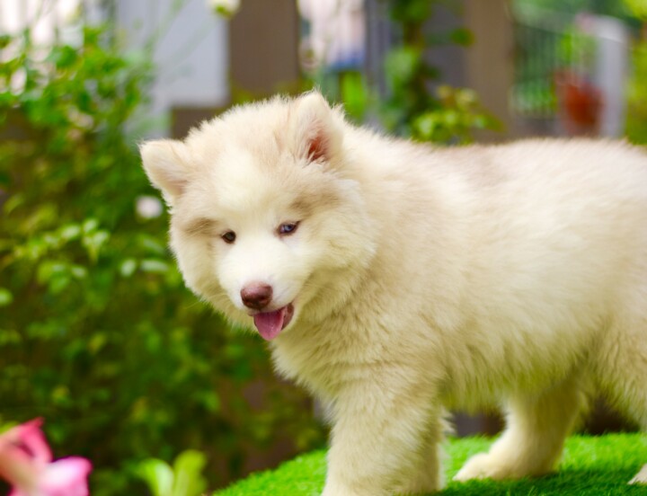 Husky#3