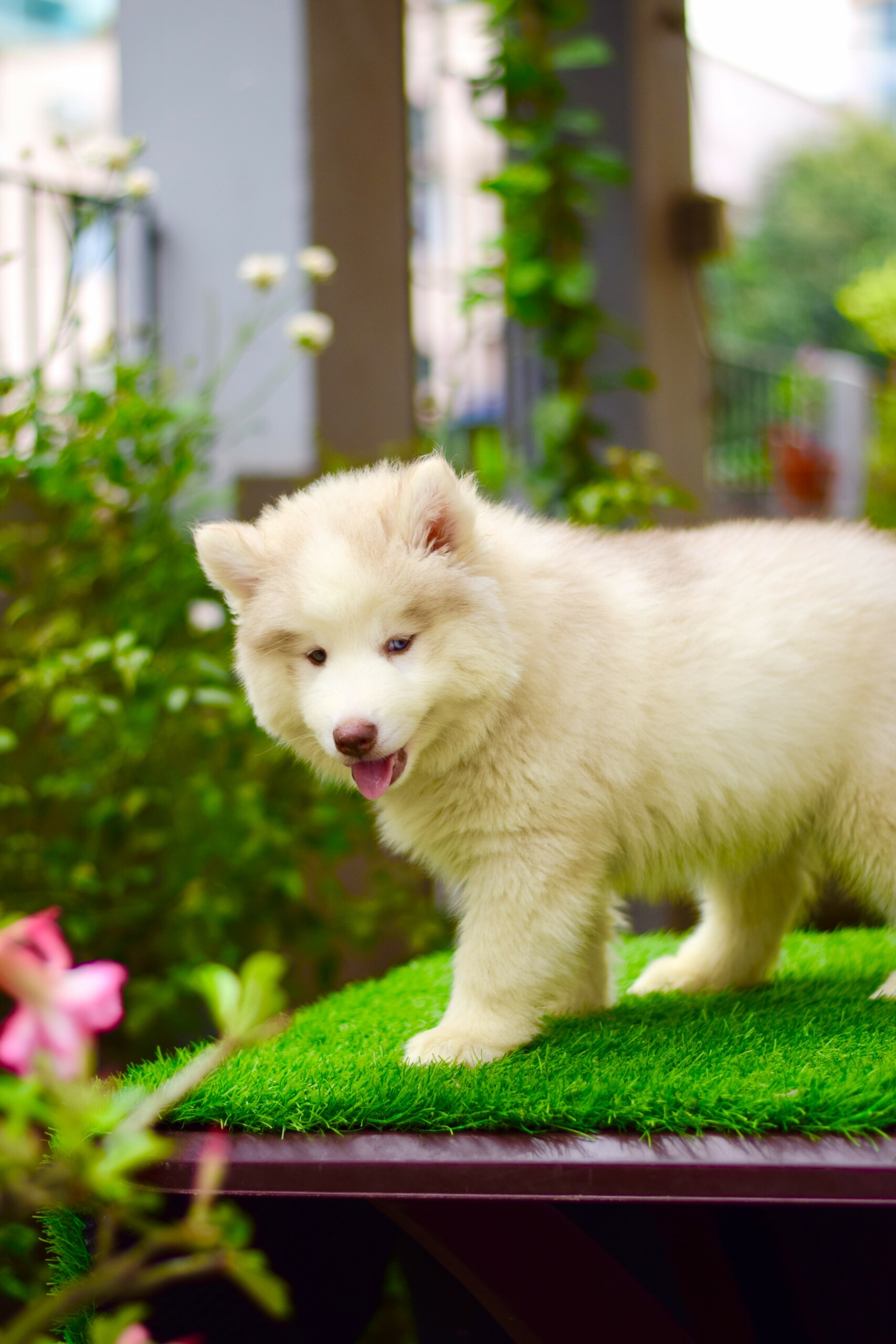 Husky#3