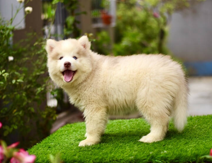 Husky#2