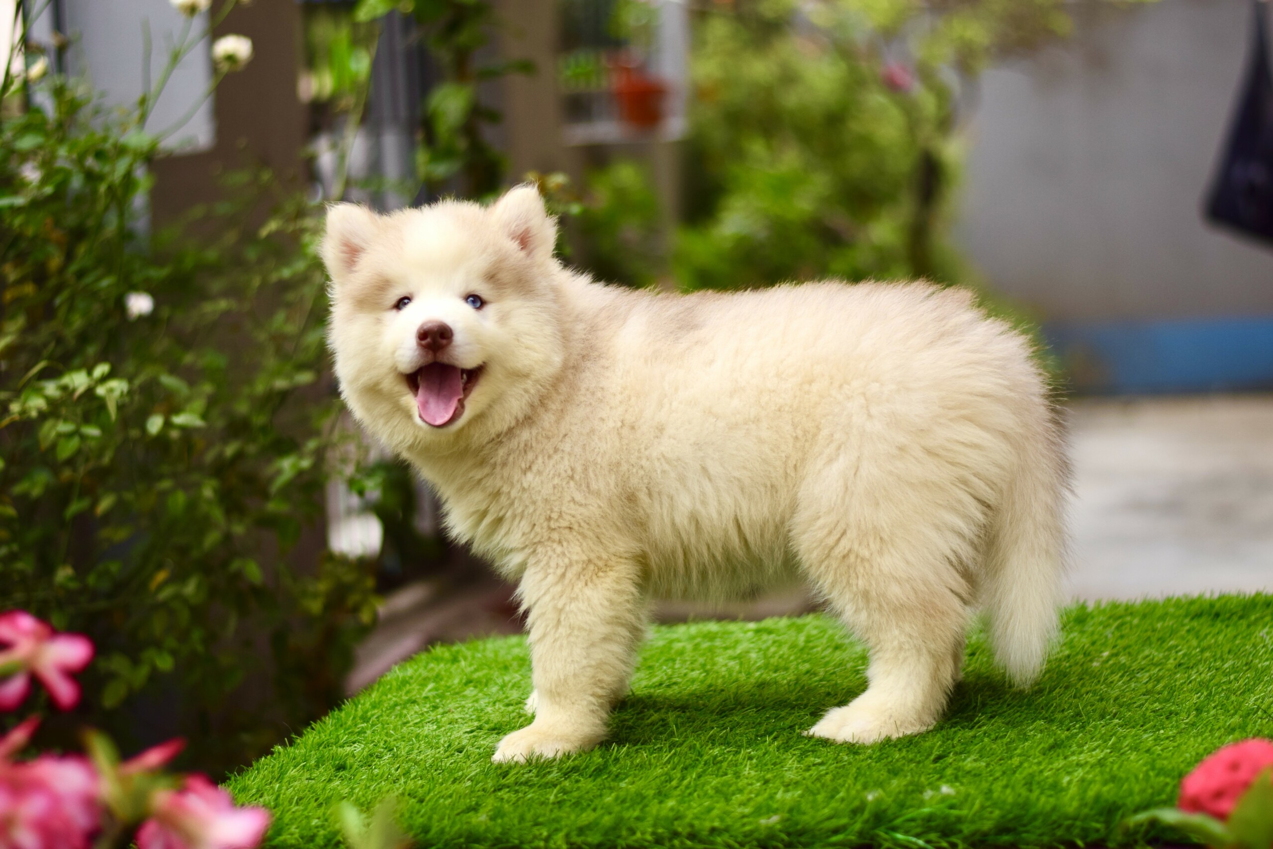 Husky#2