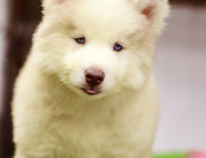 Husky#1